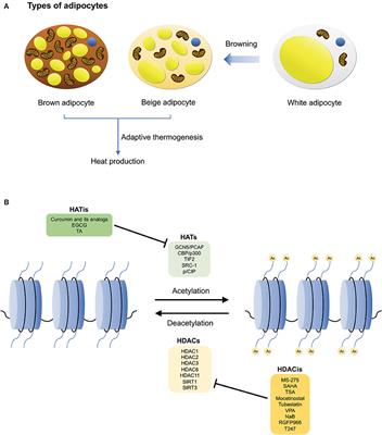 Regulation of Thermogenic Adipocyte Differentiation and Adaptive Thermogenesis Through Histone Acetylation